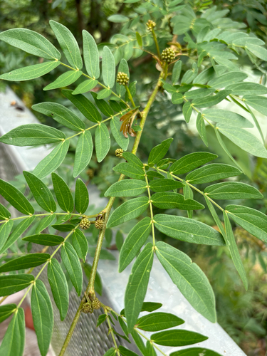 Calliandra haematocephala observed 2026-10-14
