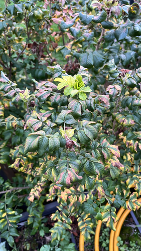 rugosa rose