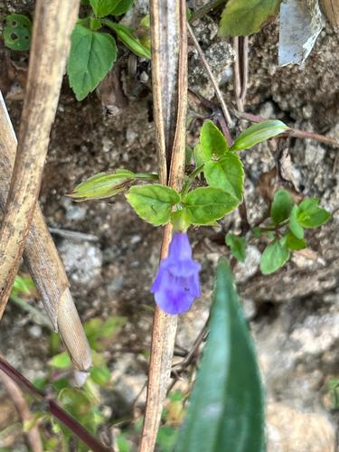 Torenia asiatica observed 2026-10-14