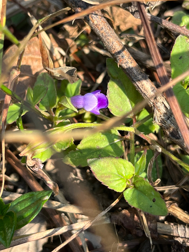 Torenia asiatica observed 2026-10-14