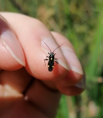 Capsodes sulcatus