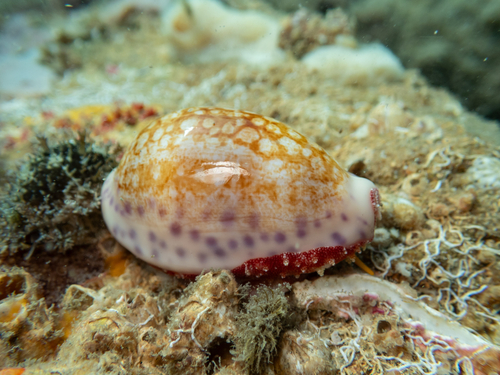 Cypraea chinensis observed 2026-10-14