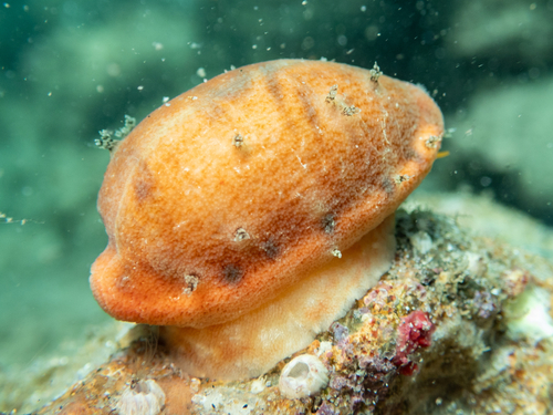 Talostolida pellucens observed 2026-10-14