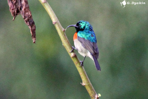 iNaturalist image