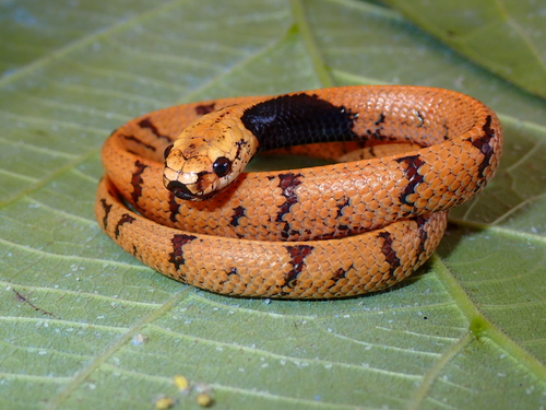 Bornean dark-necked slug snake