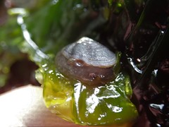 Siphonaria thersites