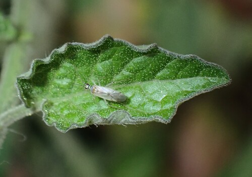 Cyrtopeltis observed 2026-10-04