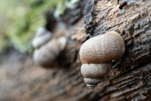 Round-mouthed Snail