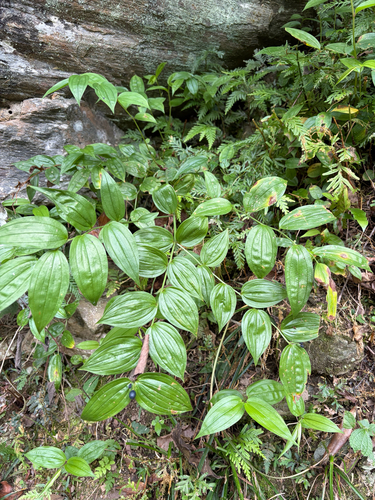 Disporum observed 2026-10-10