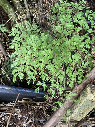 Pteris macilenta observed 2026-10-14