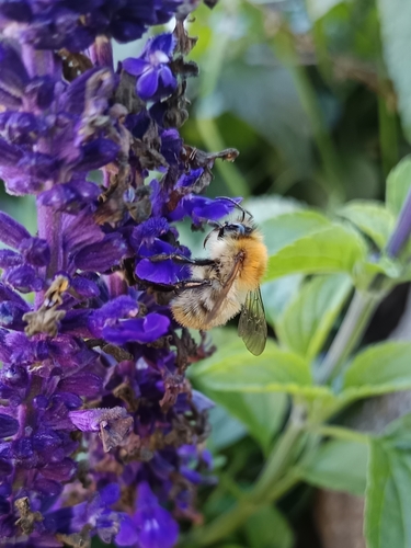 Common Carder Bumble Bee