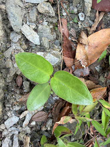 Gymnema, 2026-10-10