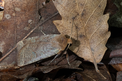 Red-headed Chestnut