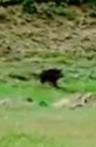 Anatolian Boar