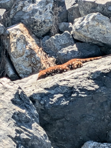 Dasyurus, 2026-10-07