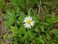 Aphanostephus skirrhobasis