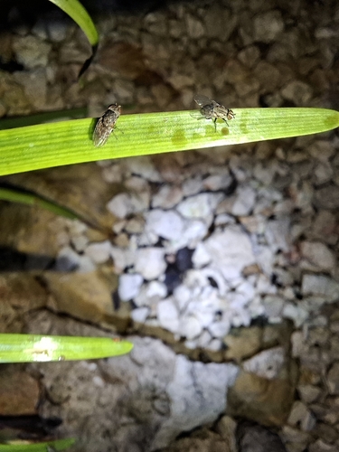 Drosophila repleta observed 2026-10-12
