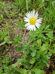 Aphanostephus skirrhobasis