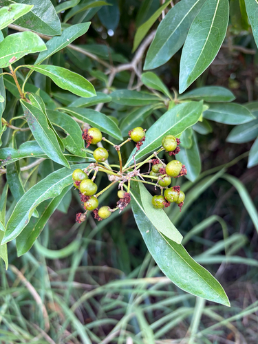 Pittosporum pentandrum observed 2026-10-09
