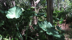 Philodendreae