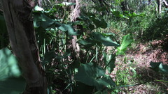 Philodendreae