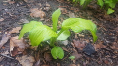 Hosta