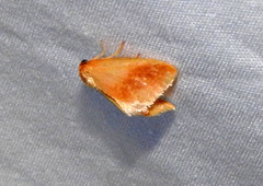 Tortricidia testacea