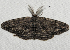 Hypomecis umbrosaria