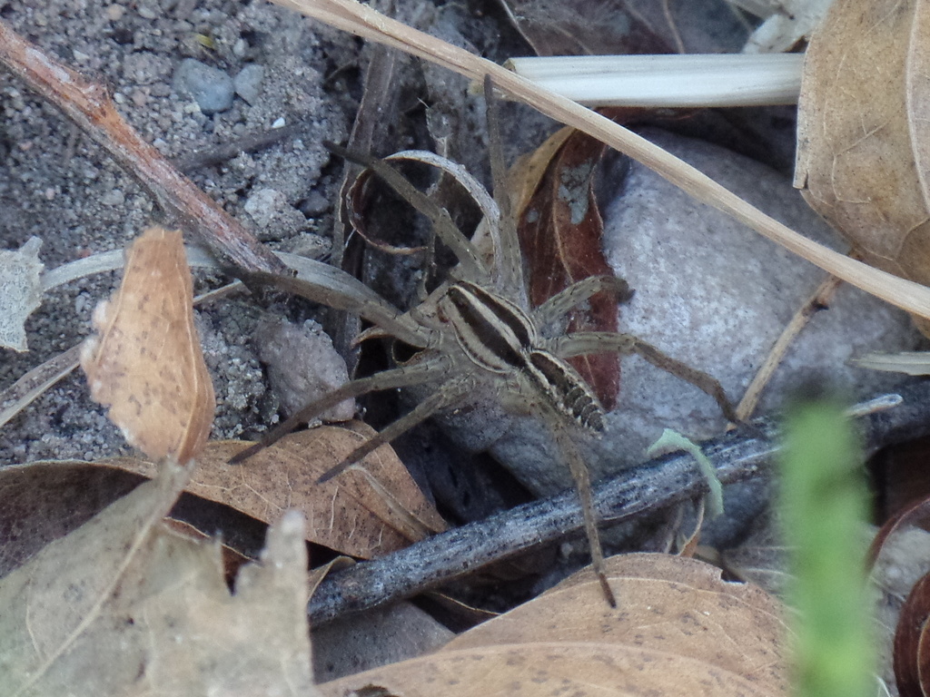 Rabidosa santrita