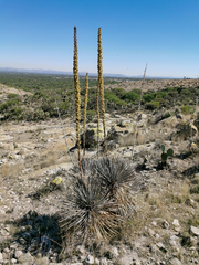 Dasylirion parryanum