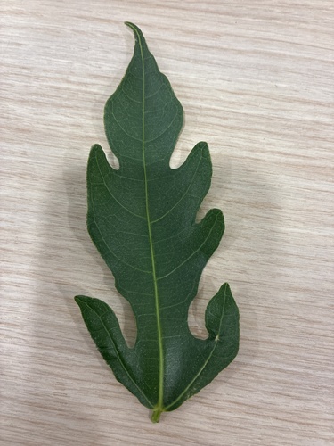 Ficus ampelos observed 2026-10-14