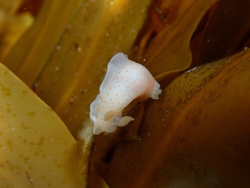 Gymnodoris citrina observed 2026-09-24