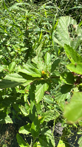 Malvastrum coromandelianum observed 2026-10-13