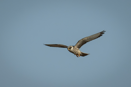 iNaturalist image