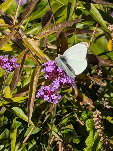 Small White