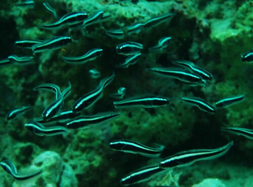 Pholidichthys observed 2026-10-13