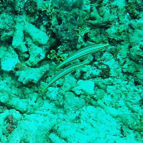 Hologymnosus observed 2026-10-13