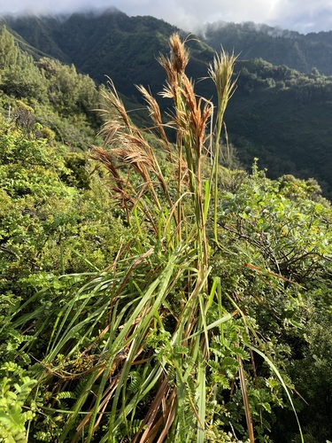 Andropogon, 2026-10-09