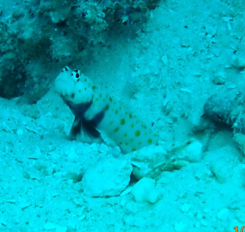 Amblyeleotris guttata observed 2026-10-13