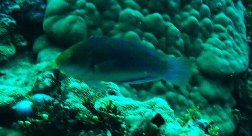 Cirrhilabrus cyanopleura observed 2026-10-13
