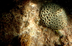 Anomastraea irregularis