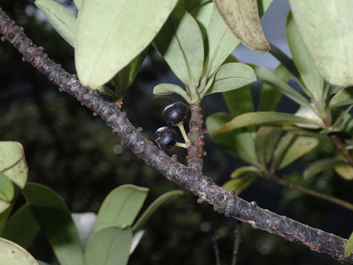 Myrsine lessertiana, 2026-10-09