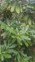 Rhododendron