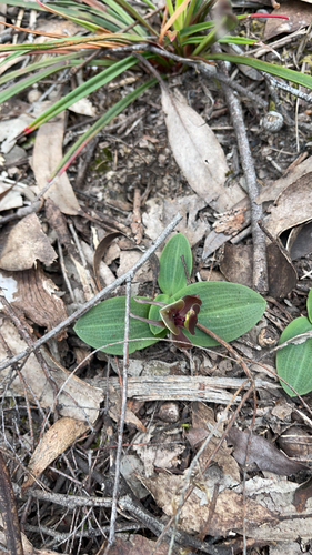 large bird-orchid