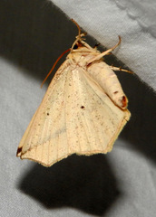 Tetracis crocallata