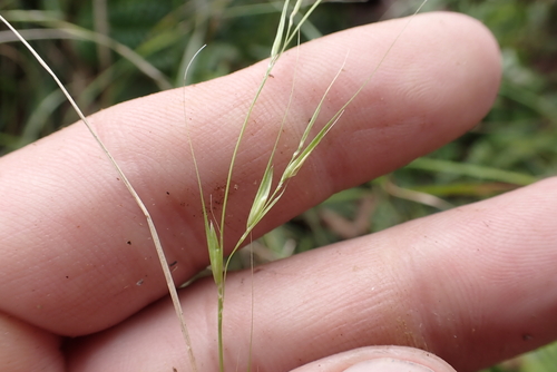 Microlaena stipoides observed 2026-10-09