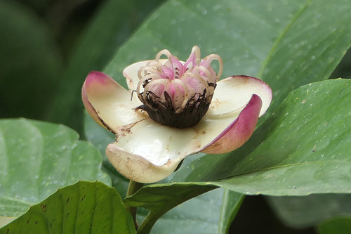 Dillenia excelsa observed 2026-08-31