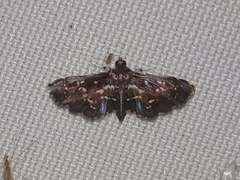 Diathrausta
