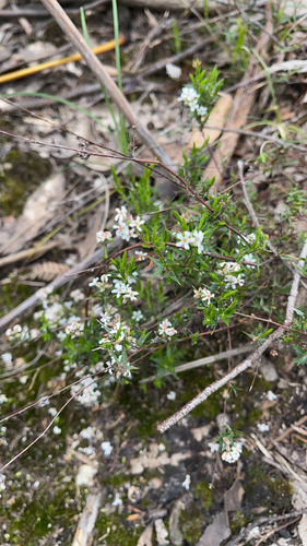 common beard-heath