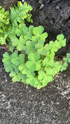 Oxalis debilis observed 2026-10-12